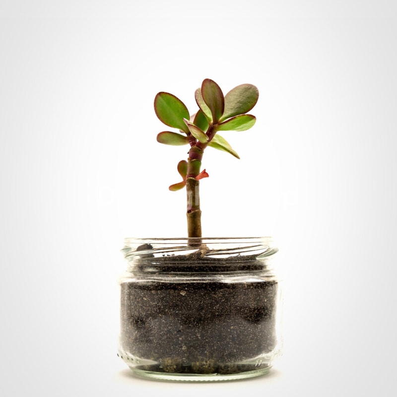 plant